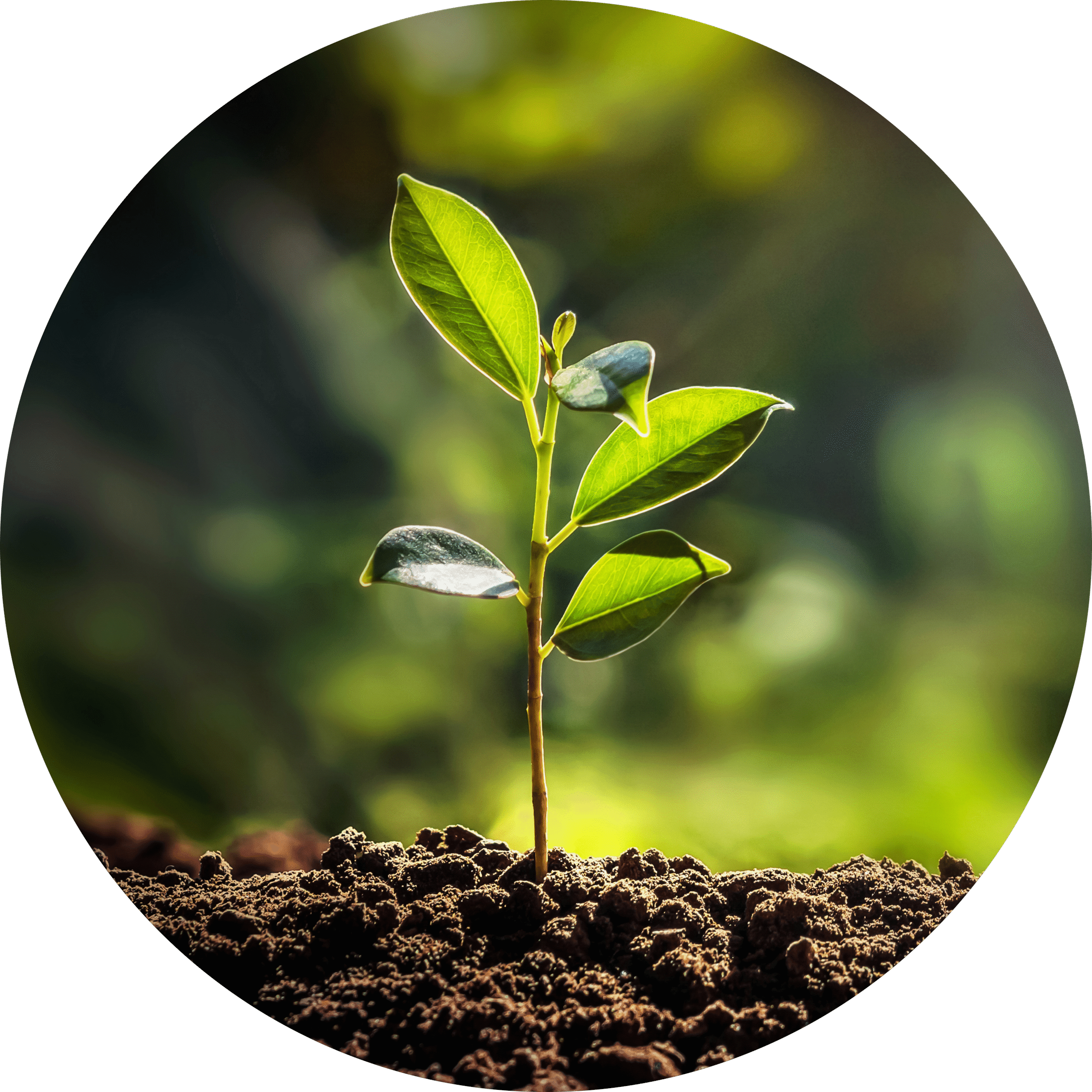 ESPAGIRIA <br>(Alquimia Vegetal)